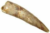 Fossil Spinosaurus Tooth - Real Dinosaur Tooth #258994-1